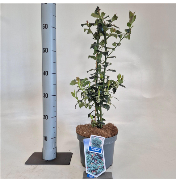 Ilex meserveae 'Blue Maid' F00009792