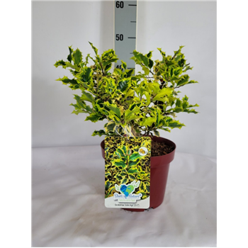 Ilex meserveae 'Golden Angel' F00010661