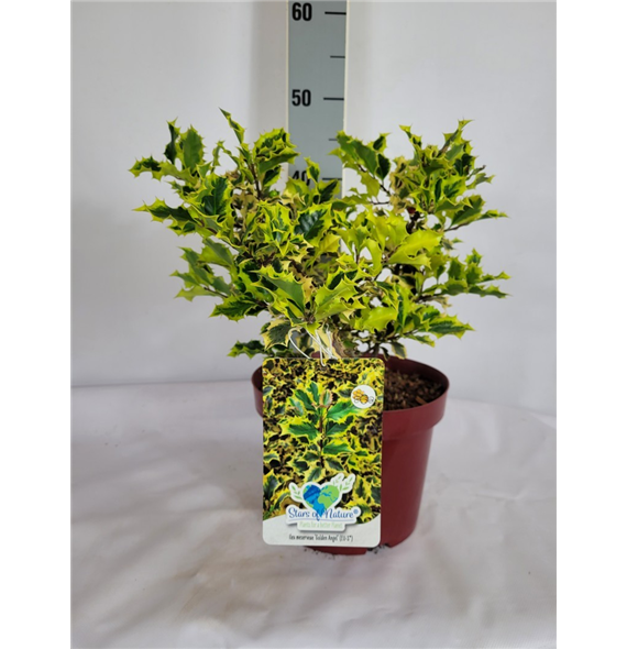 Ilex meserveae 'Golden Angel' F00010661