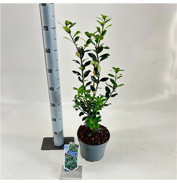 Ilex meserveae 'Heckenpracht' F00009796