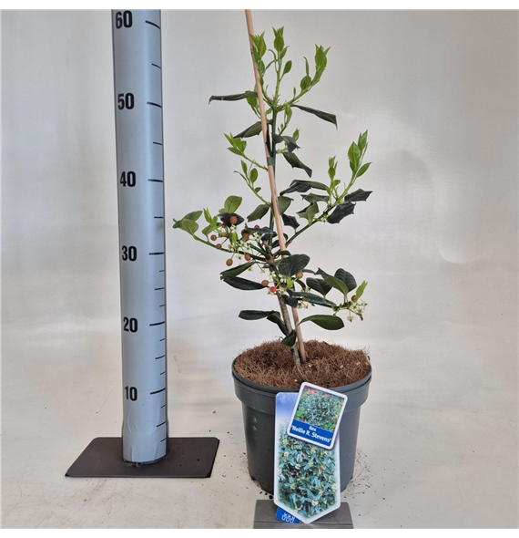 Ilex meserveae 'Nellie R Stevens' F00009797