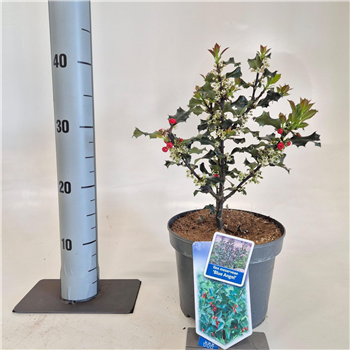 Ilex x meserveae 'Blue Angel' F00009791
