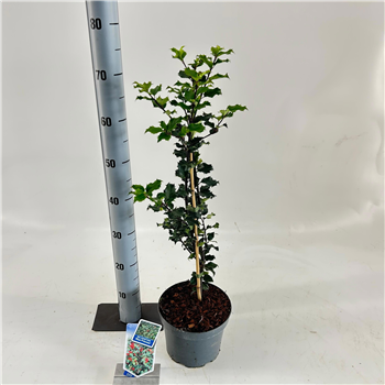 Ilex x meserveae 'Blue Princess' F00009793