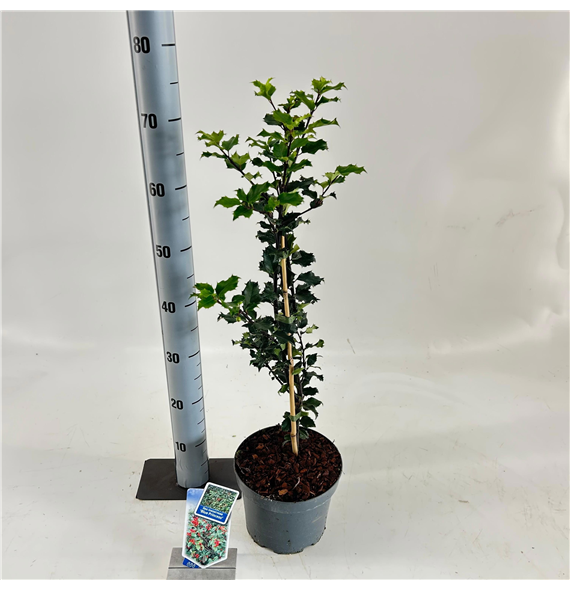 Ilex x meserveae 'Blue Princess' F00009793