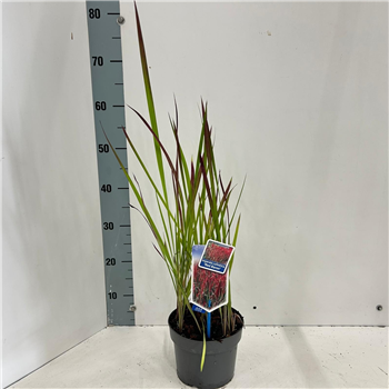 Imperata cylindrica 'Red Baron' F00009798