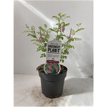 Indigofera heterantha F00009738