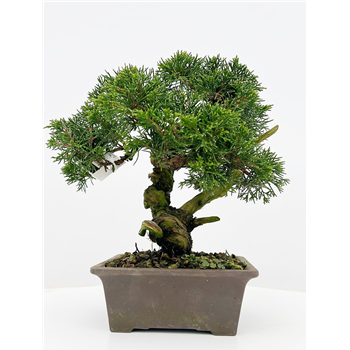 Juniperus chinensis F00002374