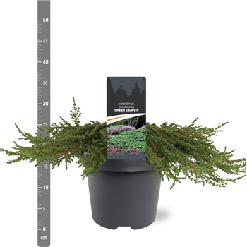 Juniperus communis 'Green Carpet' F00010507