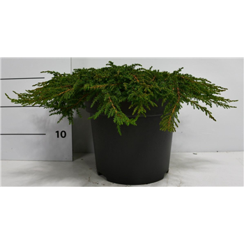 Juniperus communis 'Green Carpet' F00009924