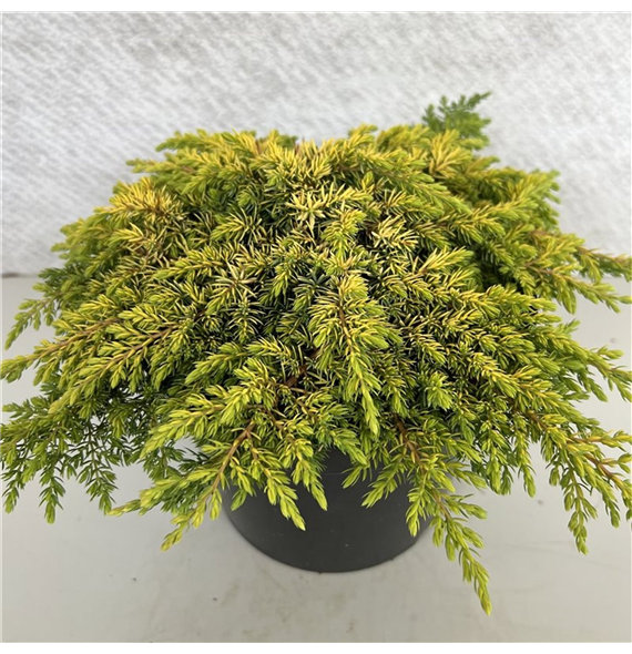 Juniperus communis 'Lemon Carpet' F00009801