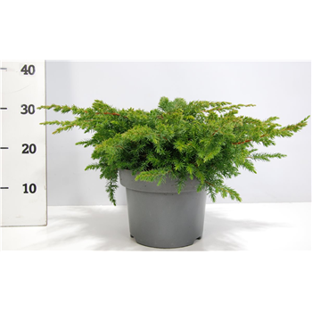 Juniperus conferta 'Schlager' F00004200
