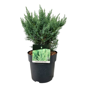 Juniperus pfitzeriana 'Blue Chiffon' F00009863
