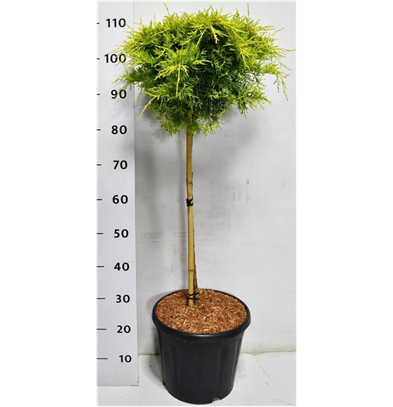 Juniperus pfitzeriana 'Golden Joy' F00009939