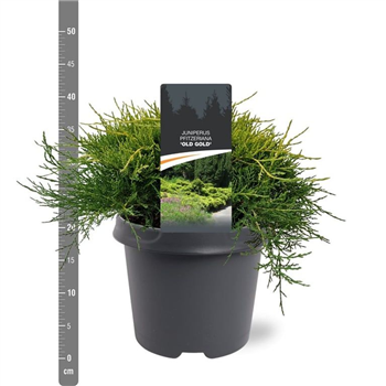 Juniperus pfitzeriana 'Old Gold' F00010512