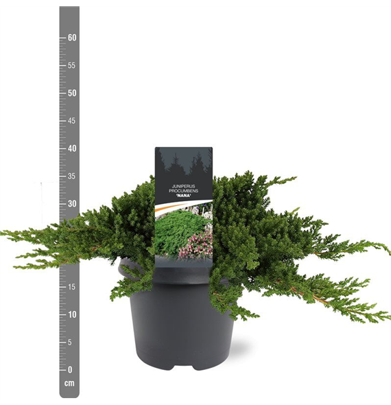 Juniperus procumbens 'Nana' F00010513