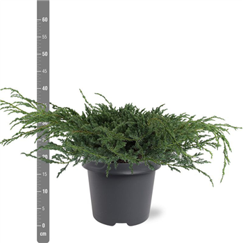 Juniperus squamata 'Blue Carpet' F00010514