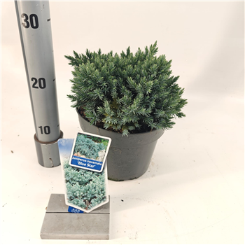Juniperus squamata 'Blue Star' F00009802