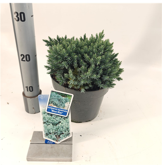 Juniperus squamata 'Blue Star' F00009802
