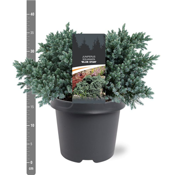 Juniperus squamata 'Blue Star' F00009845