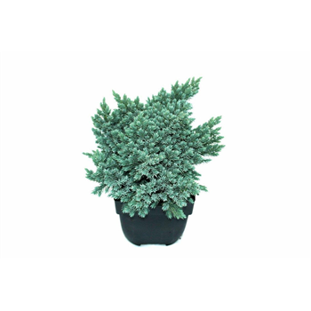 Juniperus squamata 'Blue Star' F00010567