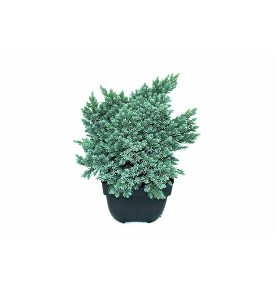 Juniperus squamata 'Blue Star' F00010567