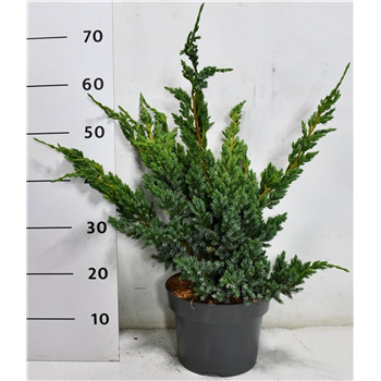 Juniperus squamata 'Meyeri' F00009965