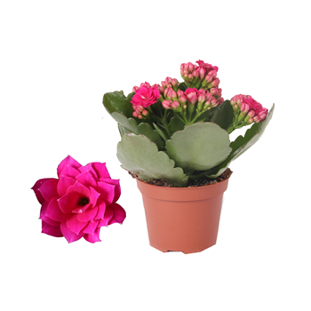 Kalanhoja 'Rosalina Don Victorio' F00001196