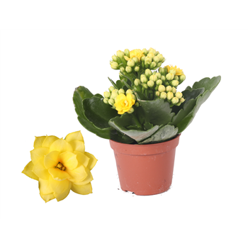 Kalanhoja Rosalina Don Amarillo F00001193