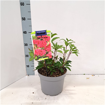Kalmia latifolia 'Beacon' F00009804