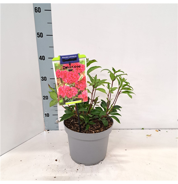 Kalmia latifolia 'Beacon' F00009804