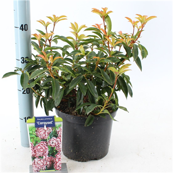 Kalmia latifolia 'Carousel' F00009805