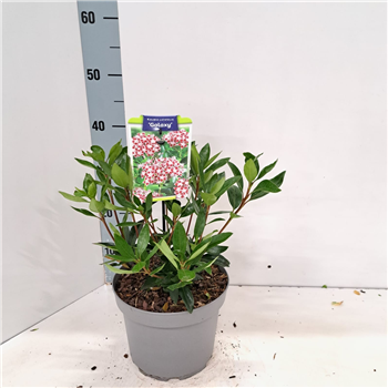 Kalmia latifolia 'Galaxy' F00009807
