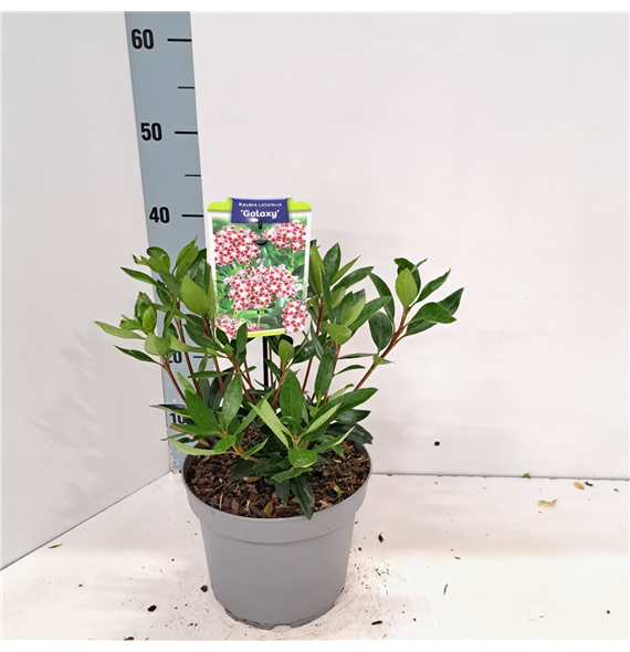 Kalmia latifolia 'Galaxy' F00009807