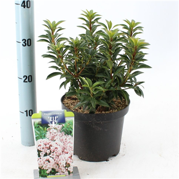 Kalmia latifolia 'Elf' F00009806
