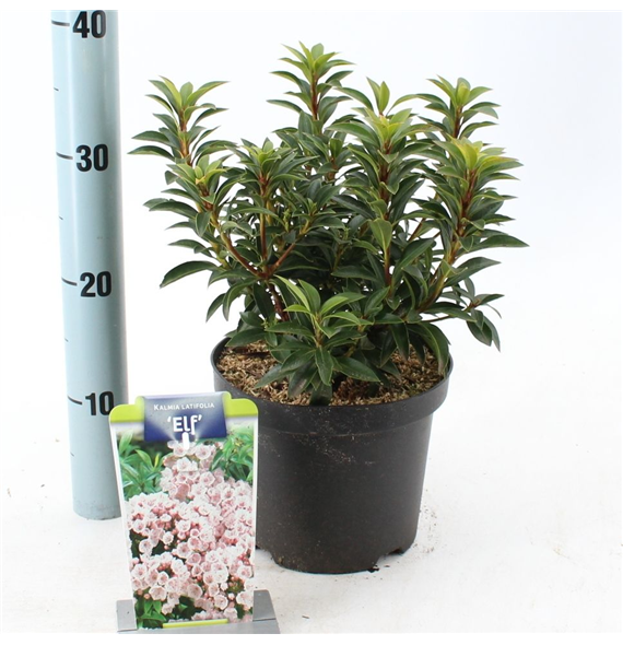 Kalmia latifolia 'Elf' F00009806