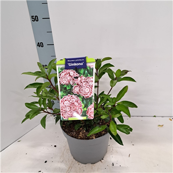 Kalmia latifolia 'Ginkona' F00009808