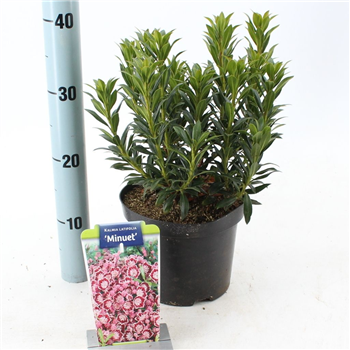 Kalmia latifolia 'Minuet' F00009813