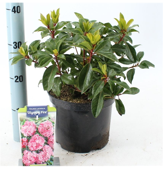 Kalmia latifolia 'Olympic Fire' F00009815