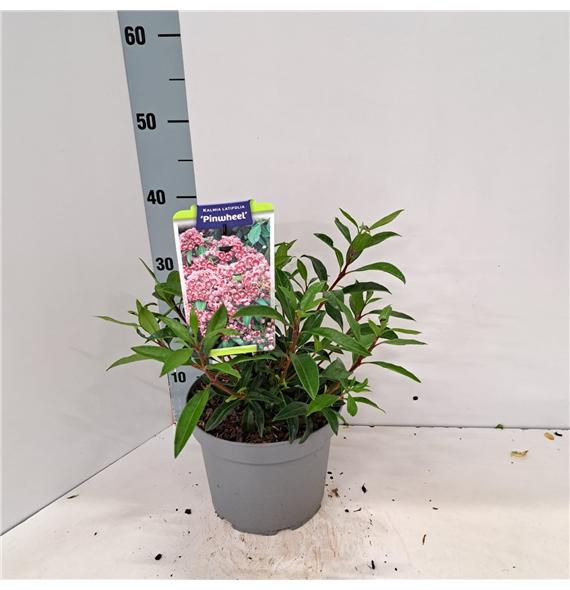 Kalmia latifolia 'Pinwheel' F00009816