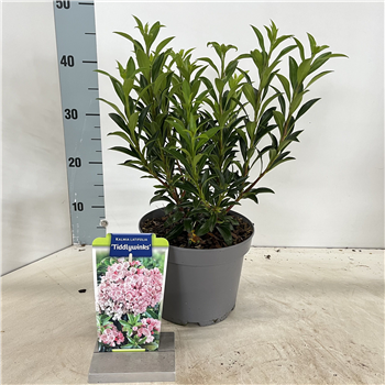 Kalmia latifolia 'Tiddlywinks' F00009820
