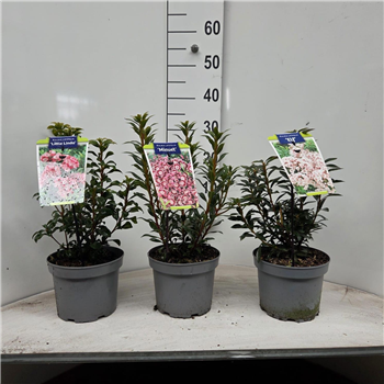 Kalmia latifolia mix F00009811