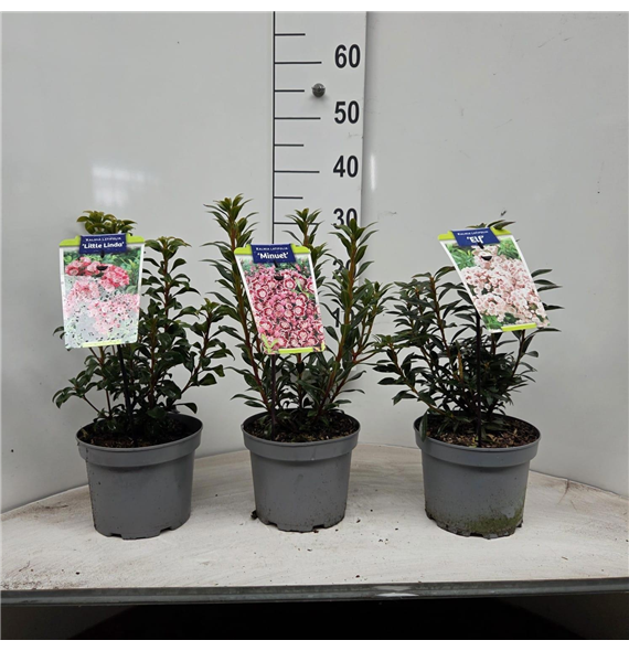Kalmia latifolia mix F00009811