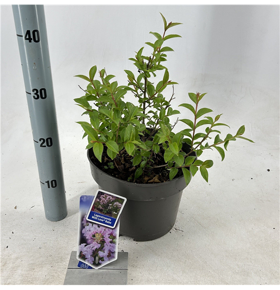 Lagerstroemia indica 'With Love Babe' F00009823