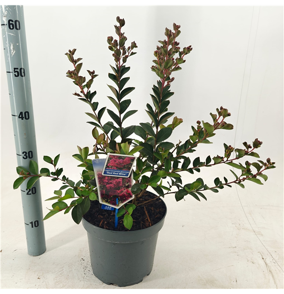 Lagerstroemia indica 'Red Red Wine' F00009826