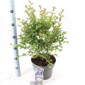 Lagerstroemia indica 'With Love Virgin' F00009824
