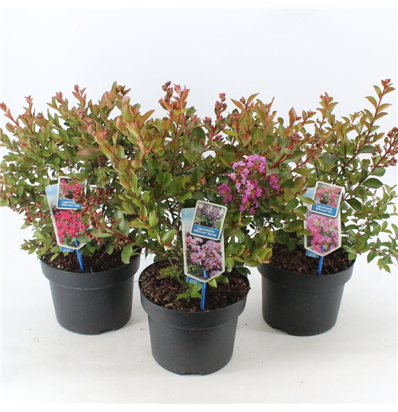 Lagerstroemia indica mix F00009822