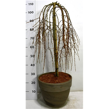 Larix kaempferi 'Stiff Weeper' F00009922