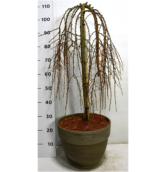 Larix kaempferi 'Stiff Weeper' F00009922