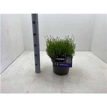 Lavandula angustifolia 'Munstead' F00007427