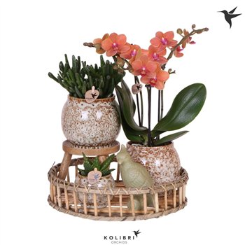 Nasad Kolibri Gift Set Untamed Naturepp 3 stems plnt 24 fl 45cm 30cm Q4425